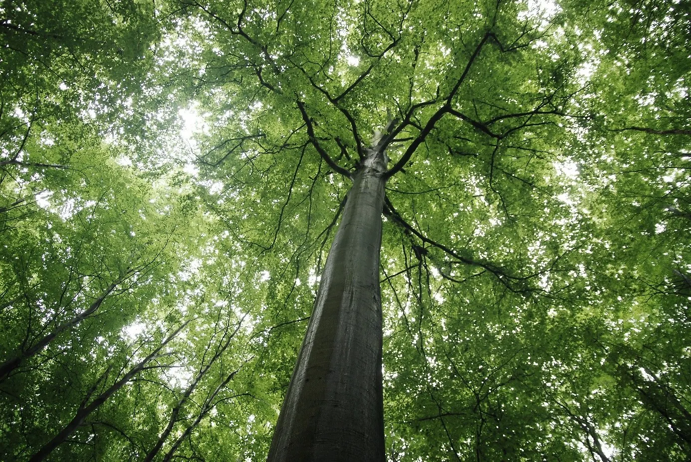 Комитет за свјетску баштину УНЕСКA прогласио прашуму Јањ код Шипова природним добром од свјетског значаја у оквиру проширења локалитета свјетске баштине УНЕСКА „Исконске букове шуме Карпата и других региона Европе“