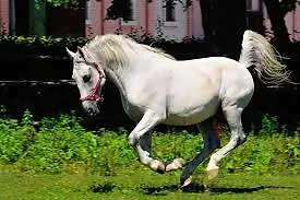 Dodjela certifikata o upisu „Tradicije uzgoja konja lipicanaca“ na UNESCO-vu Reprezentativnu listu nematerijalne kulturne baštine čovječanstva