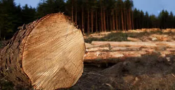 WOOD
