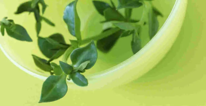 HERBS & GRAINS