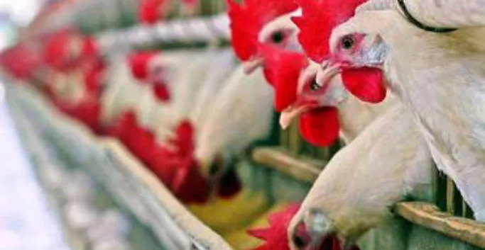 POULTRY