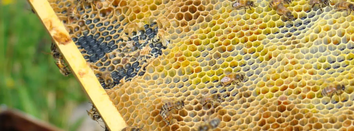 BEEKEEPING