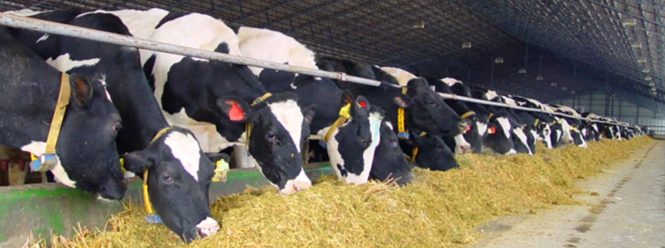 DAIRY