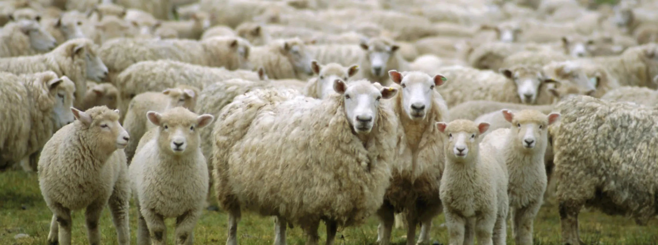 LIVESTOCK