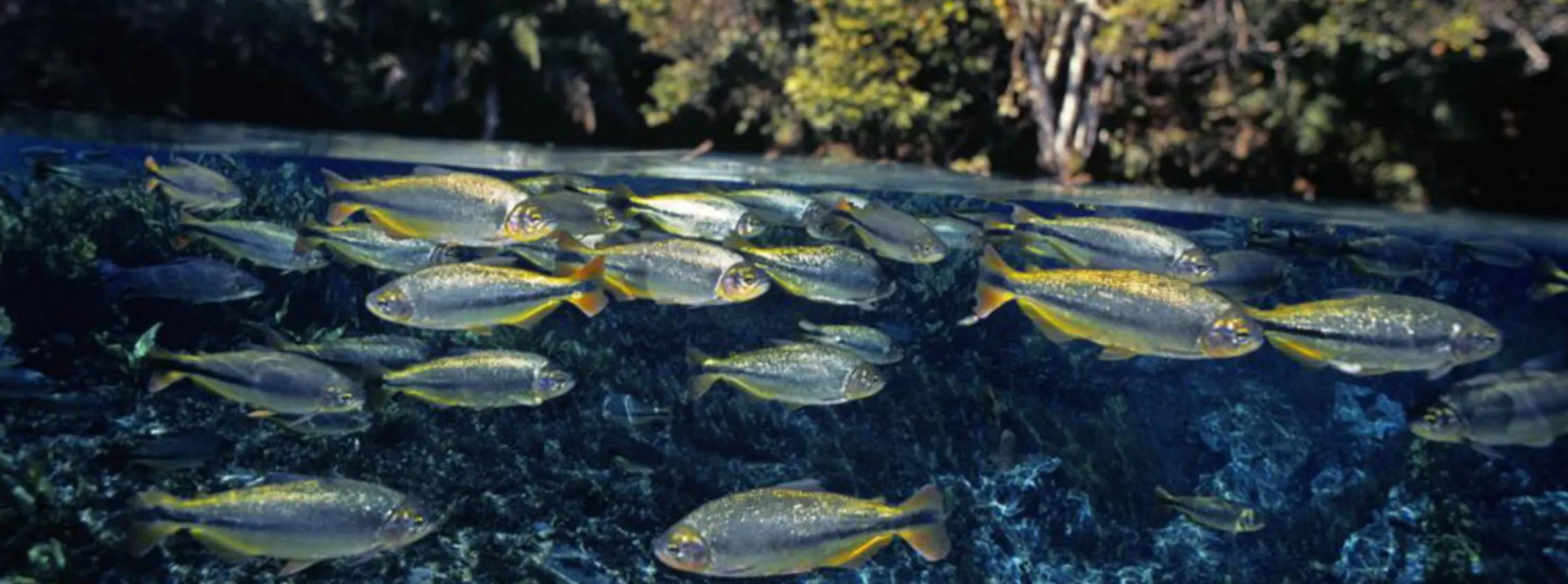 FISH FARM