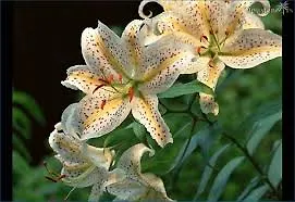 MoFTER Congratulations of Bajram
