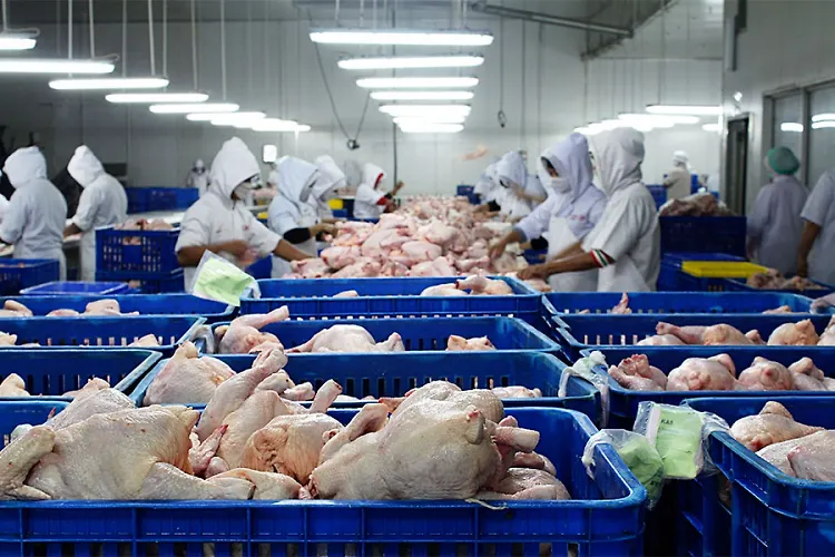 DOOR IS OPEN FOR CHICKEN EXPORT
