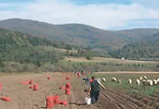 Pilot popis poljoprivrede u Bosni i Hercegovini - priprema za puni
Popis poljoprivrede, koji se očekuje 2012. godine
