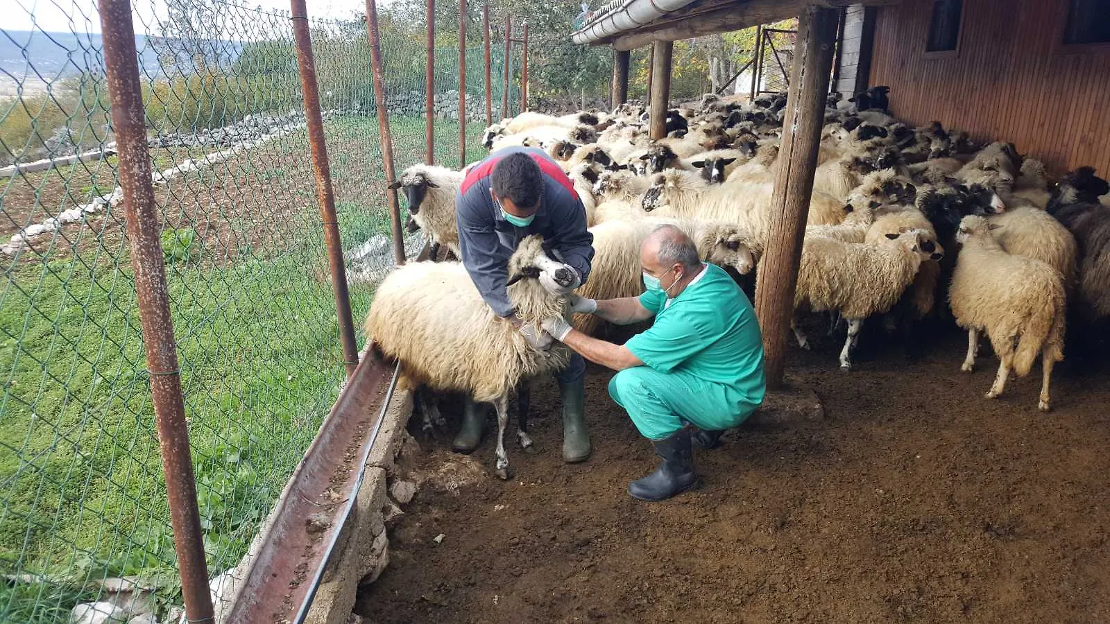 Uzorkovanje ovaca i koza na brucelozu u HNŽ/K