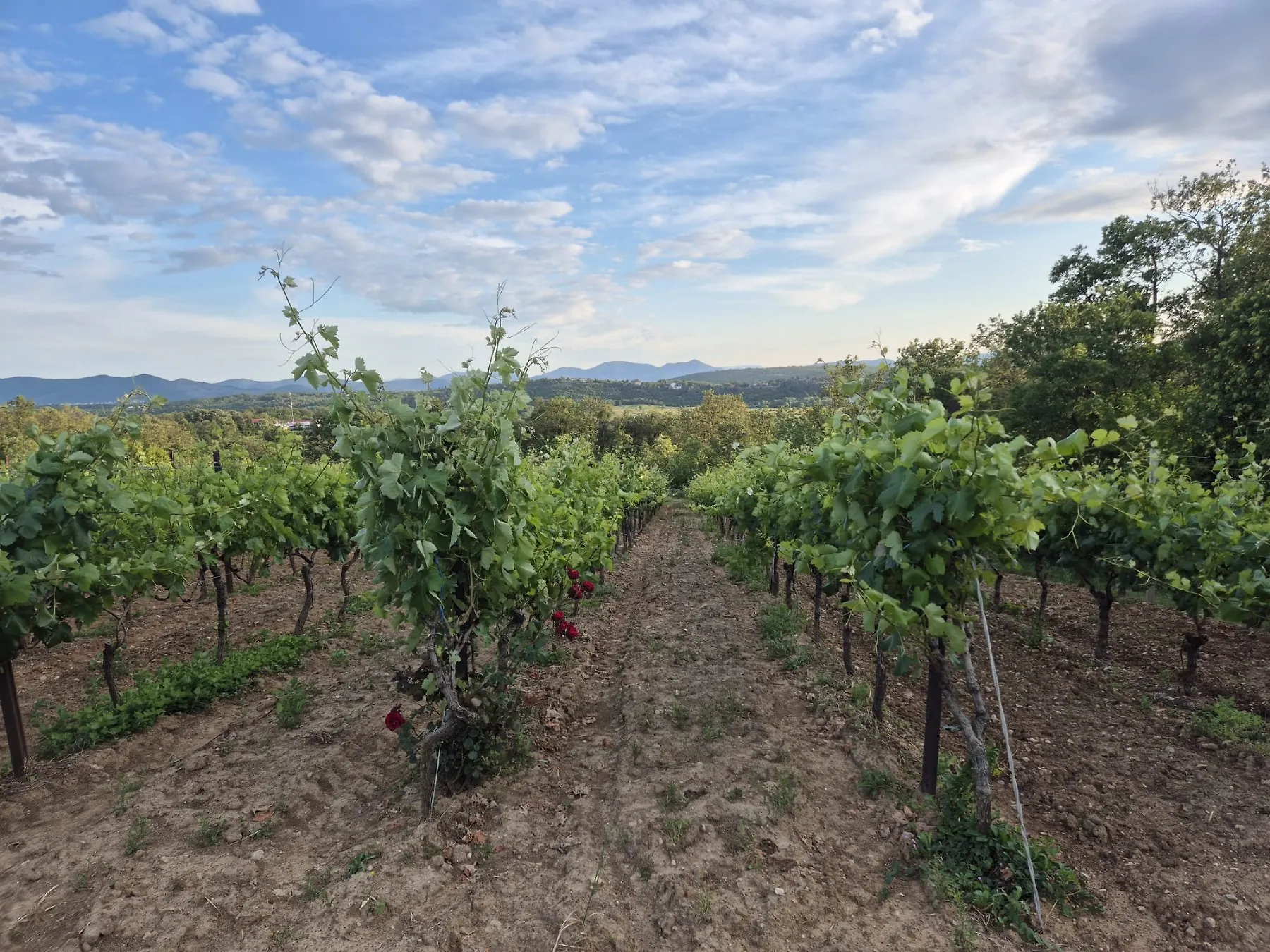 Preporuka vinogradarima za pravovremenu zaštitu od plamenjače