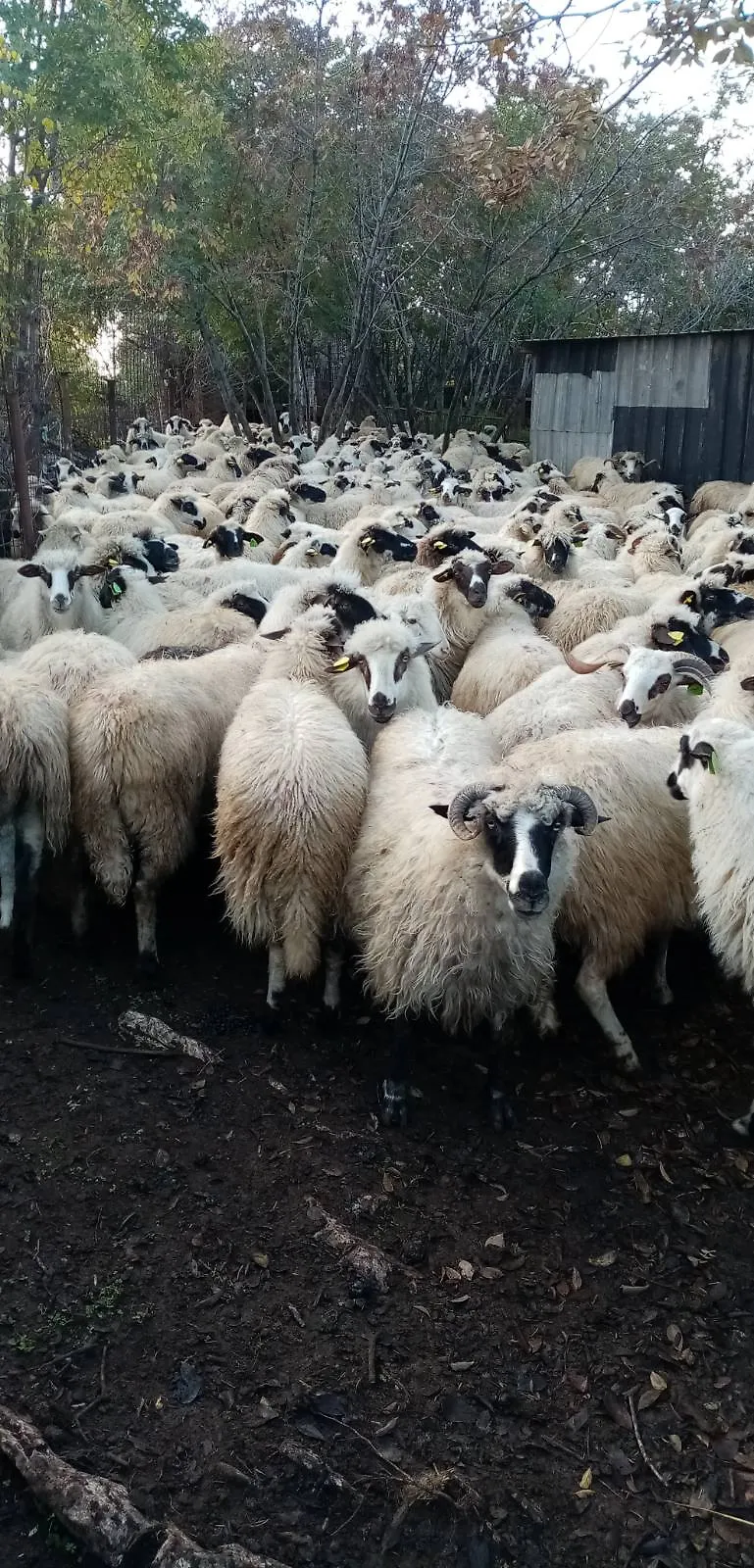 Bruceloza ovaca i koza u Hercegovačko-neretvanskoj županiji