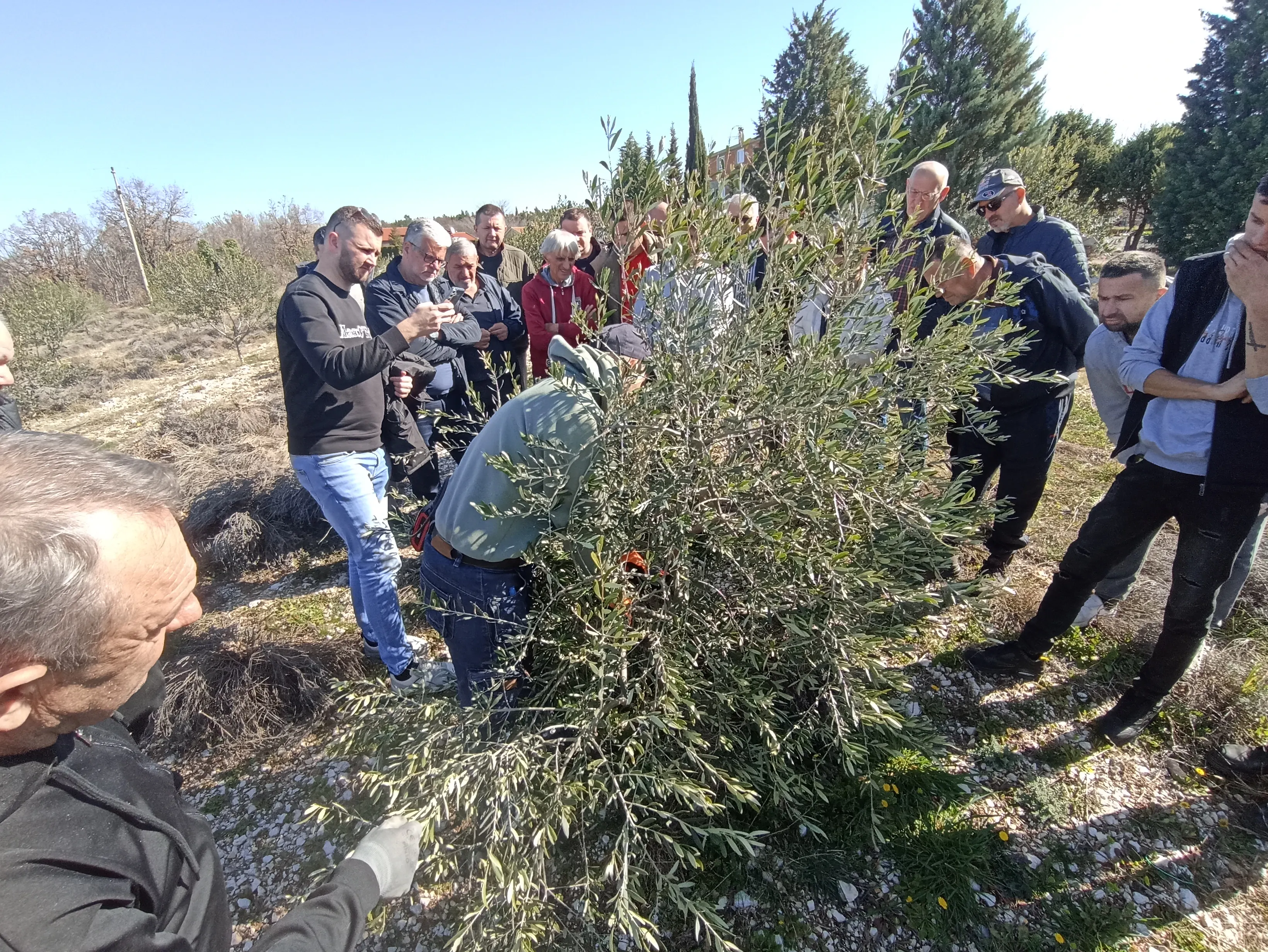 Zavod za poljoprivrednu savjetodavnu službu i zaštitu bilja organizirao pokaznu rezidbu maslina