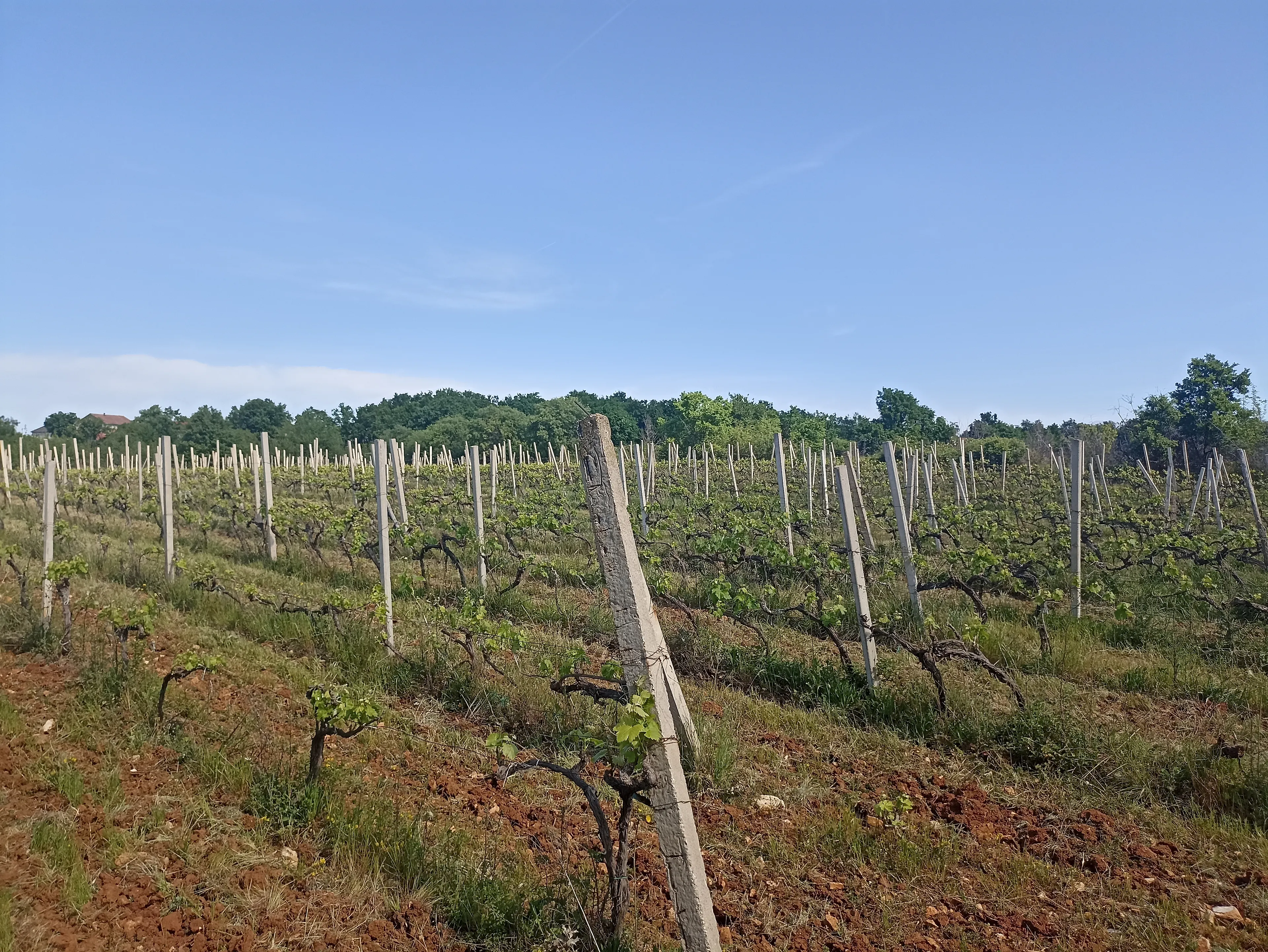 Preporuka vinogradarima