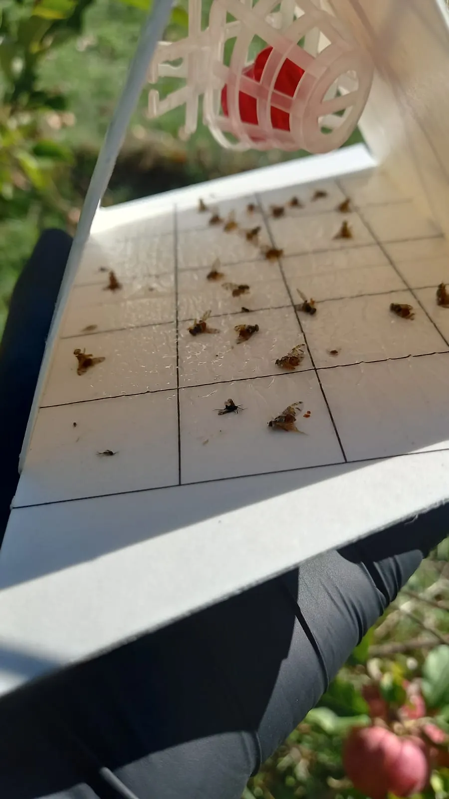 OBAVIJEST: Povećan broj mediteranske voćne muhe (Ceratitis capitata) – preporuke za djelovanje