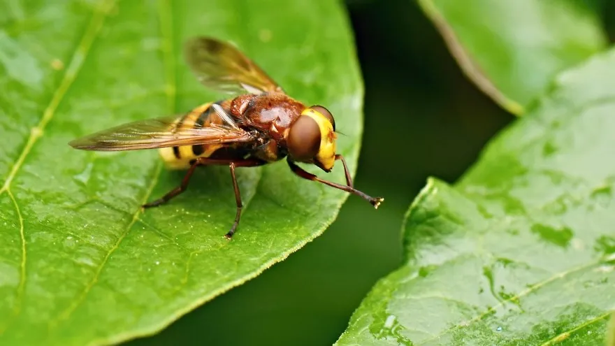 Drosophila suzukii – azijska voćna mušica – velika opasnost za voćarsku i vinogradarsku proizvodnju