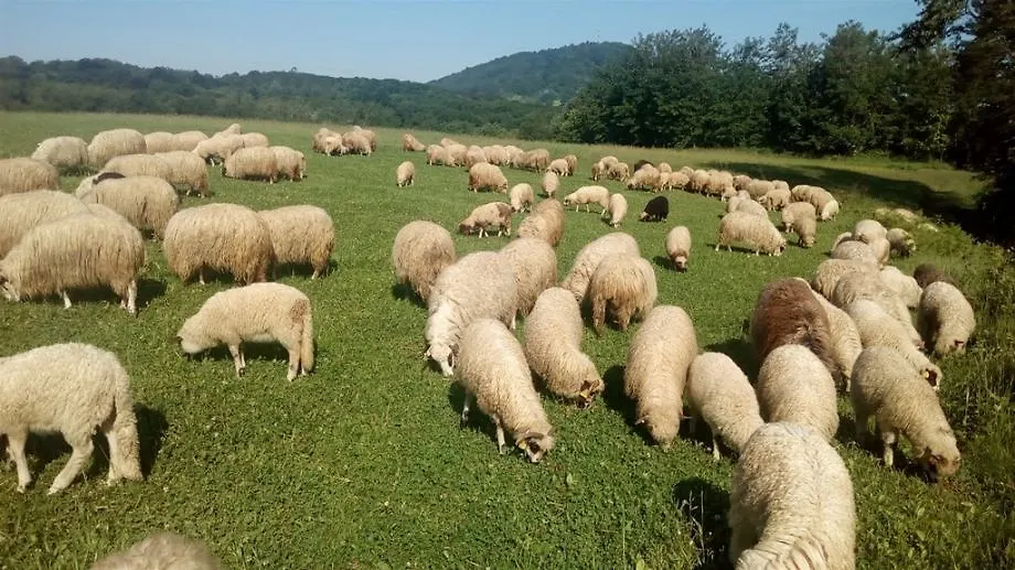 Donesene odluke o odobravanju isplate županijskih novčanih potpora za klijente koji su ispunili uvjete za dodjelu novčane potpore animalna proizvodnja – Hranidba u stočarstvu