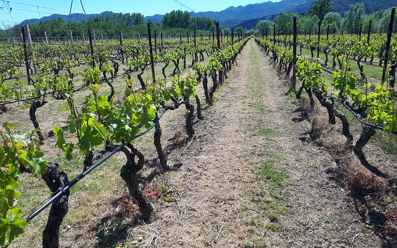 Preporuka vinogradarima: Zaštitite  vinograde  od plamenjače