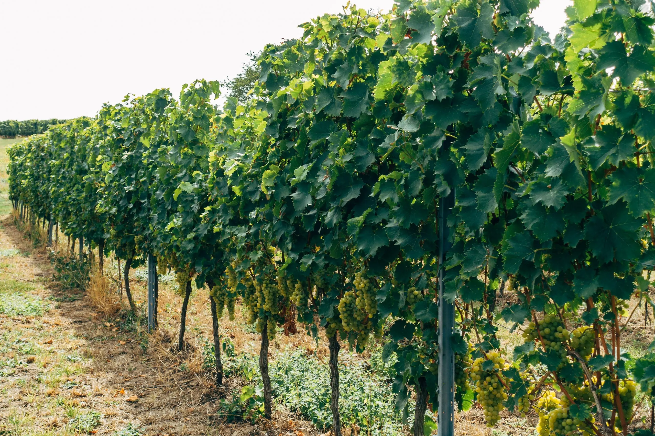 Eska u vinogradima