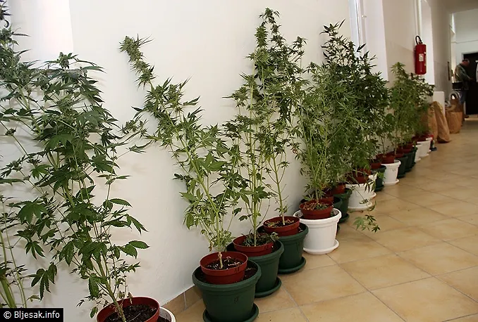Pronađen laboratorij za proizvodnju Skunk-a