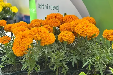 Галерија 7